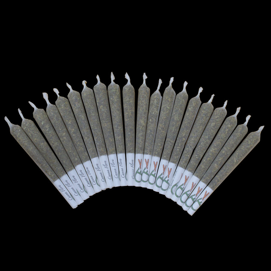 Lucy Pre-Rolls